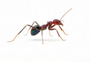 سمپاشی مورچه 